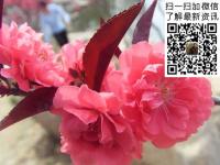 碧桃_红叶碧桃_最新红叶碧桃价格_图片_产地基地