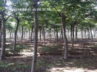 栾树_最新价格_图片_栾树基地