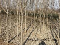 流苏树_最新价格_图片_产地基地
