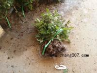 月季花小苗_最新价格_产地_月季花基地图片