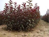 紫叶李种子_价格_图片_种植方法_育苗技术
