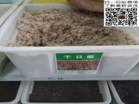 千日红种子_价格_图片_种植方法_育苗技术