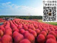 红地肤种子_价格_图片_种植方法_育苗技术